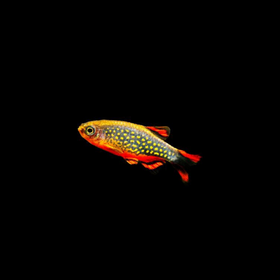 Celestial Pearl Danio (Galaxy Rasbora)