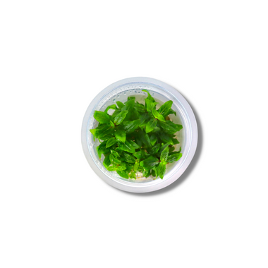 Staurogyne Repens - Tissue Culture