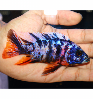 Uncle Wuddy Platinum OB 4” Male