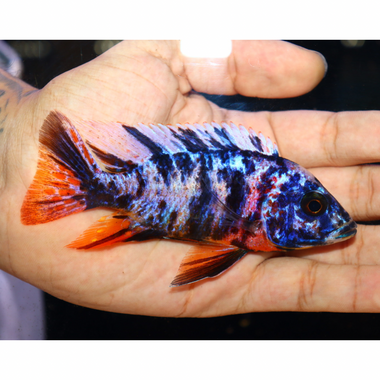 Uncle Wuddy Platinum OB 4” Male