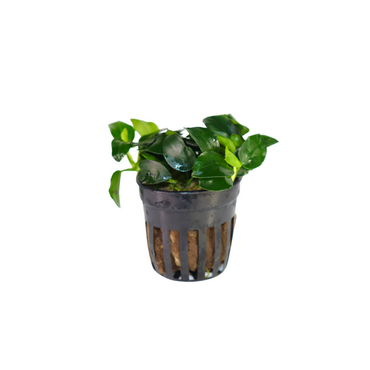 Anubias Barteri Petite Broad Leaf