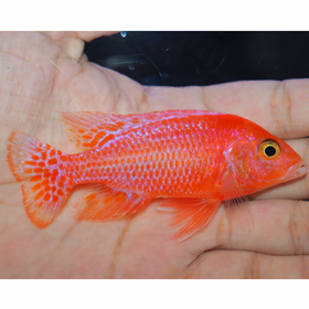 Uncle Wuddy Pink Dragon 4” Male