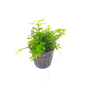 Bolbitis Heteroclita Difformis - Mini Bolbitis (Baby Leaf)