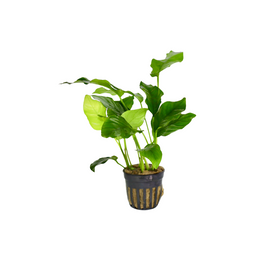 Anubias Barteri - Potted