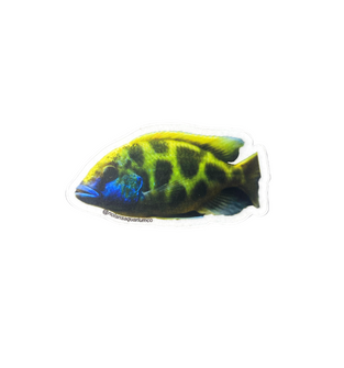 Venustus Cichlid Sticker