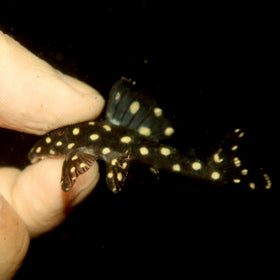 L201 Snowball Pleco