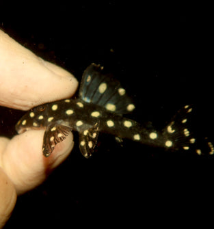 L201 Snowball Pleco