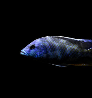 Nimbochromis Livingstoni