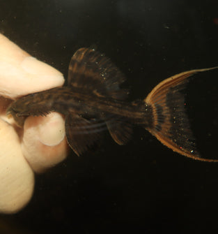 L025 Scarlet Cactus Pleco