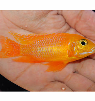 Uncle Wuddy Golden Dragon 4” Male