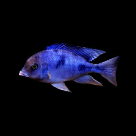 Hap Moori "Blue Dolphin"