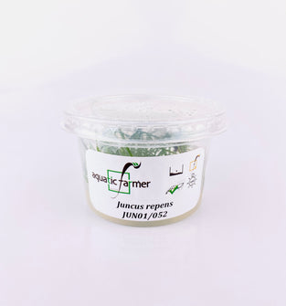 Juncus Repens Tissue Culture