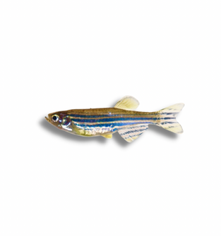 Zebra Danio