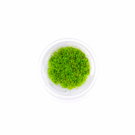 Riccia Fluitans - Tissue Culture