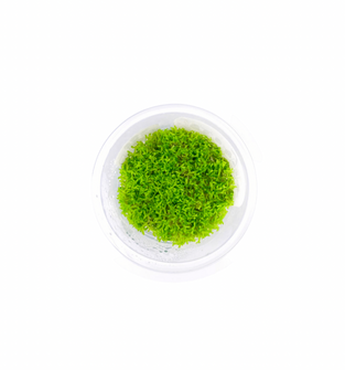 Riccia Fluitans - Tissue Culture