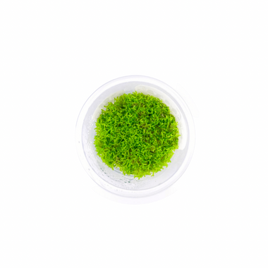 Riccia Fluitans - Tissue Culture