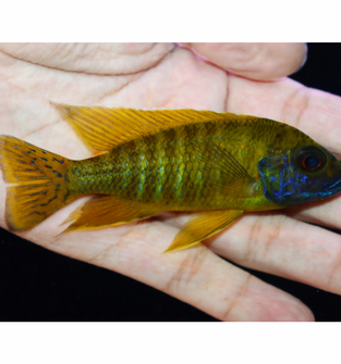 Uncle Wuddy Yellow Regal 4” Male