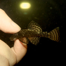 Common Bushynose Pleco