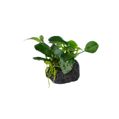 Anubias Nana Petite - Lava Stone