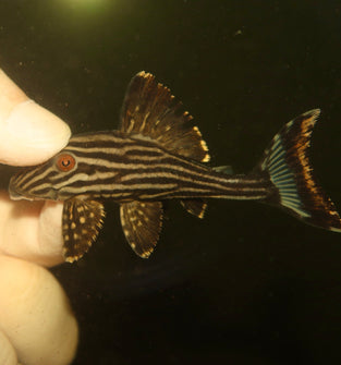 L-191 Royal Pleco