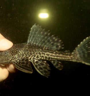 Trinidad Pleco 2"- 3"