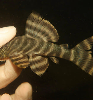 L398 Tanke Tiger Pleco