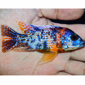 Uncle Wuddy Orange & Blue OB 4” Male