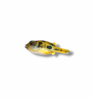 Pea Puffer