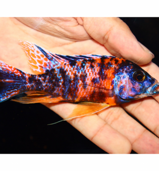 Uncle Wuddy Orange OB 4” Male