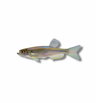 Pearl Danio