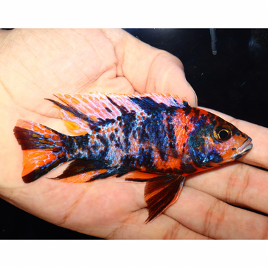 Uncle Wuddy Orange & Blue OB 4” Male
