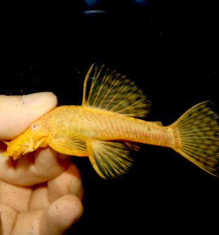 Albino Bushynose