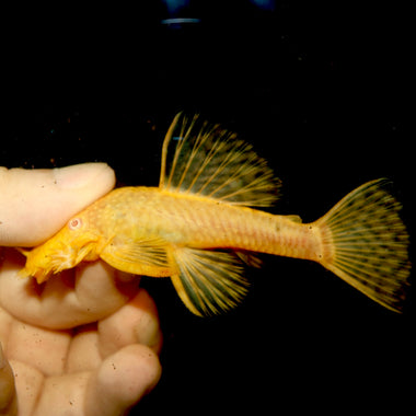 Albino Bushynose