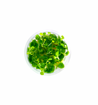 Lobelia Cardinalis “Mini” - Tissue Culture