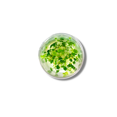 Hydrocotyle Sibthorpiodes - Tissue Culture