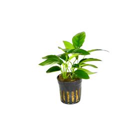 Anubias Nana - Potted