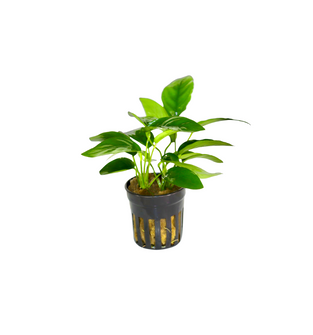 Anubias Nana - Potted